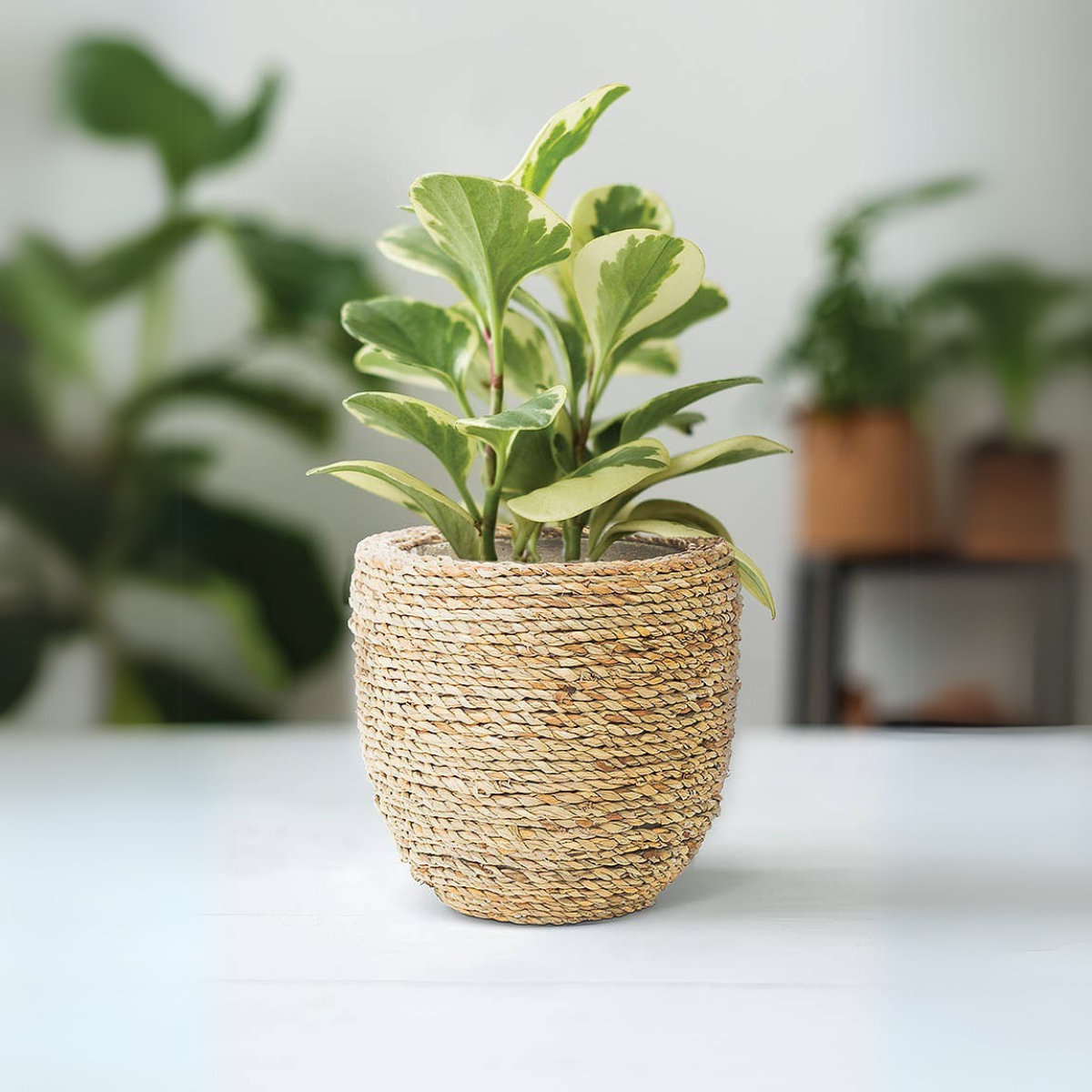 Seagrass Covered Planter, 6" - Abbott
