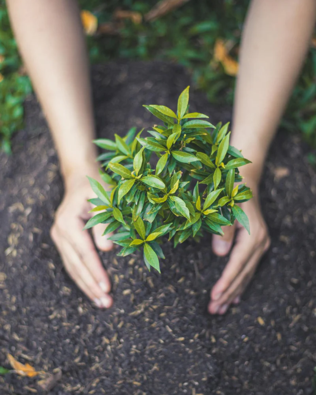 Hands planting a tree seedling