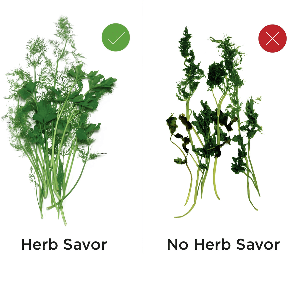 Herb Saver plant display