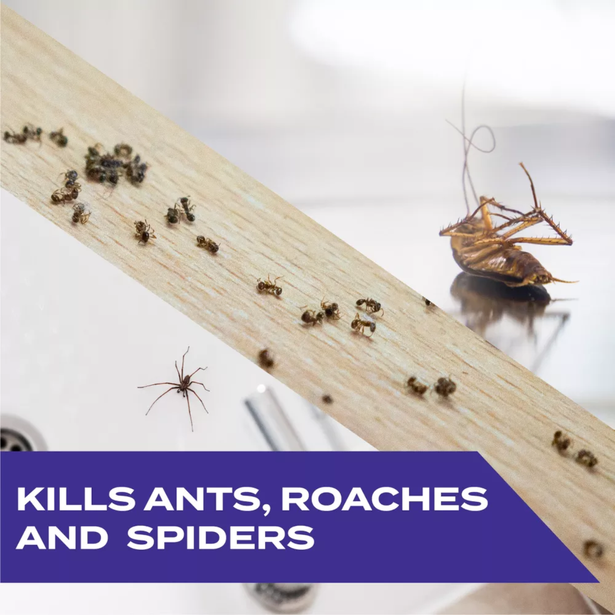 Insects on a wooden surface with text indicating pest control capabilities.
