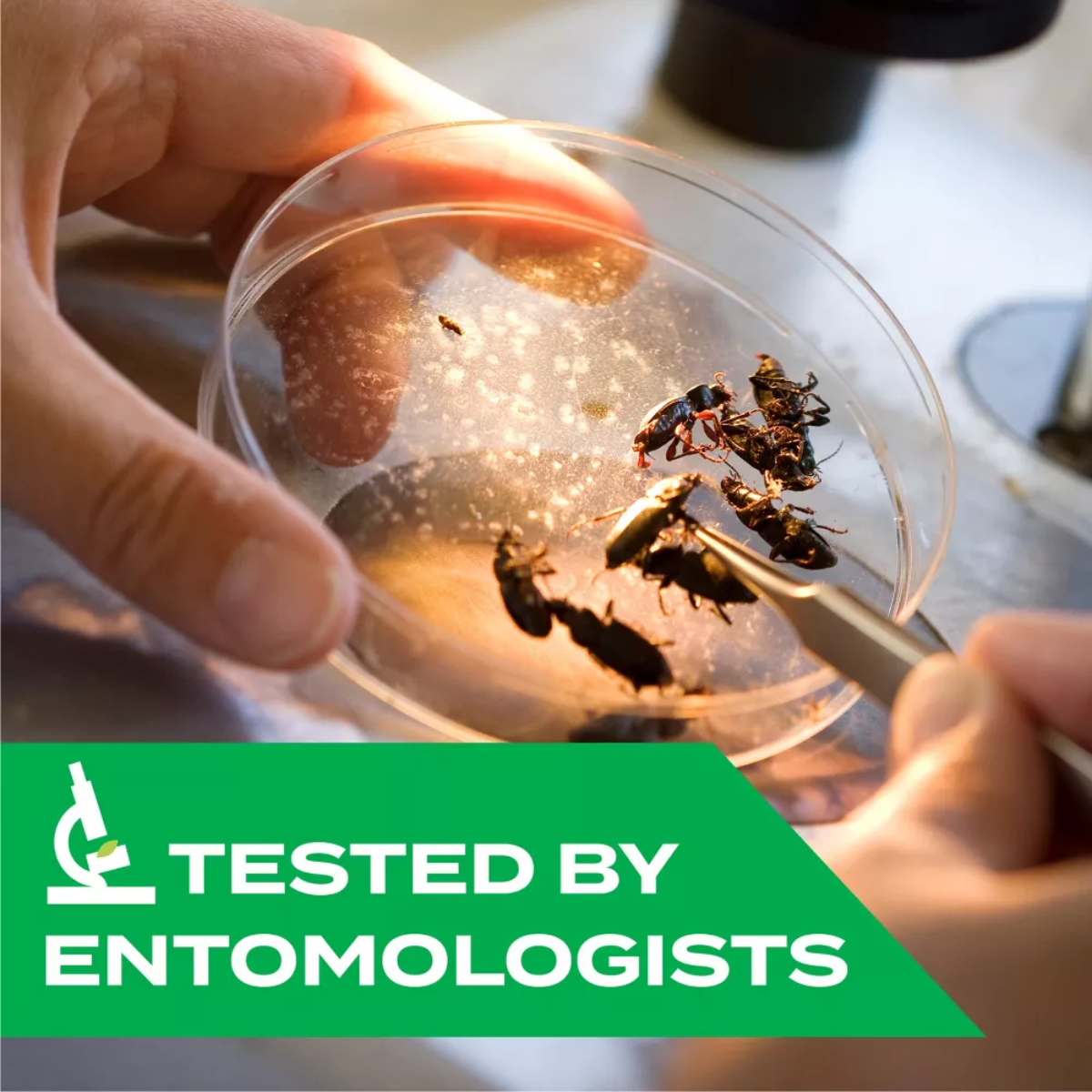 Person holding a petri dish with insects and a tool, with 'Tested by Entomologists' text overlay.