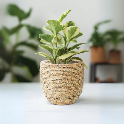 Seagrass Covered Planter, 6" - Abbott