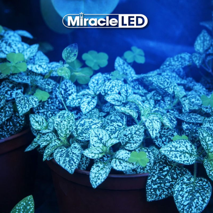 Indoor plants thriving under SmokePhonics Blue Spectrum LED Grow Light Bulb 11W with visible blue light effect for vegetative growth.